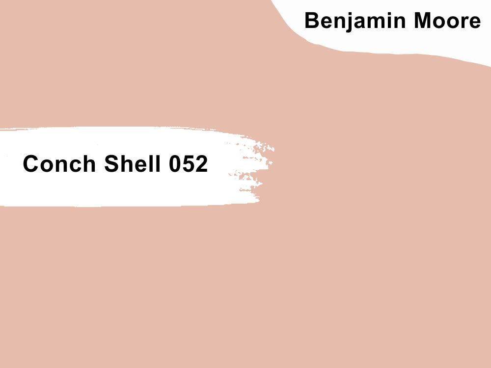 3. Conch Shell 052