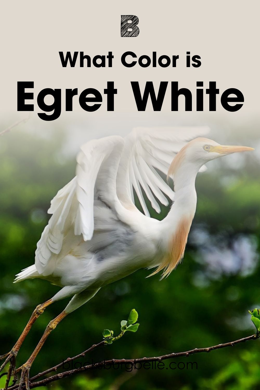 What Color is Egret White