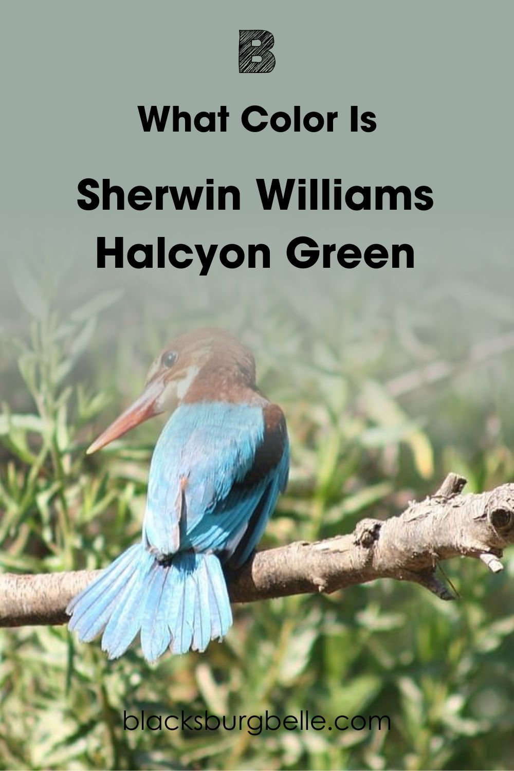 Halcyon Green SW 6213 
